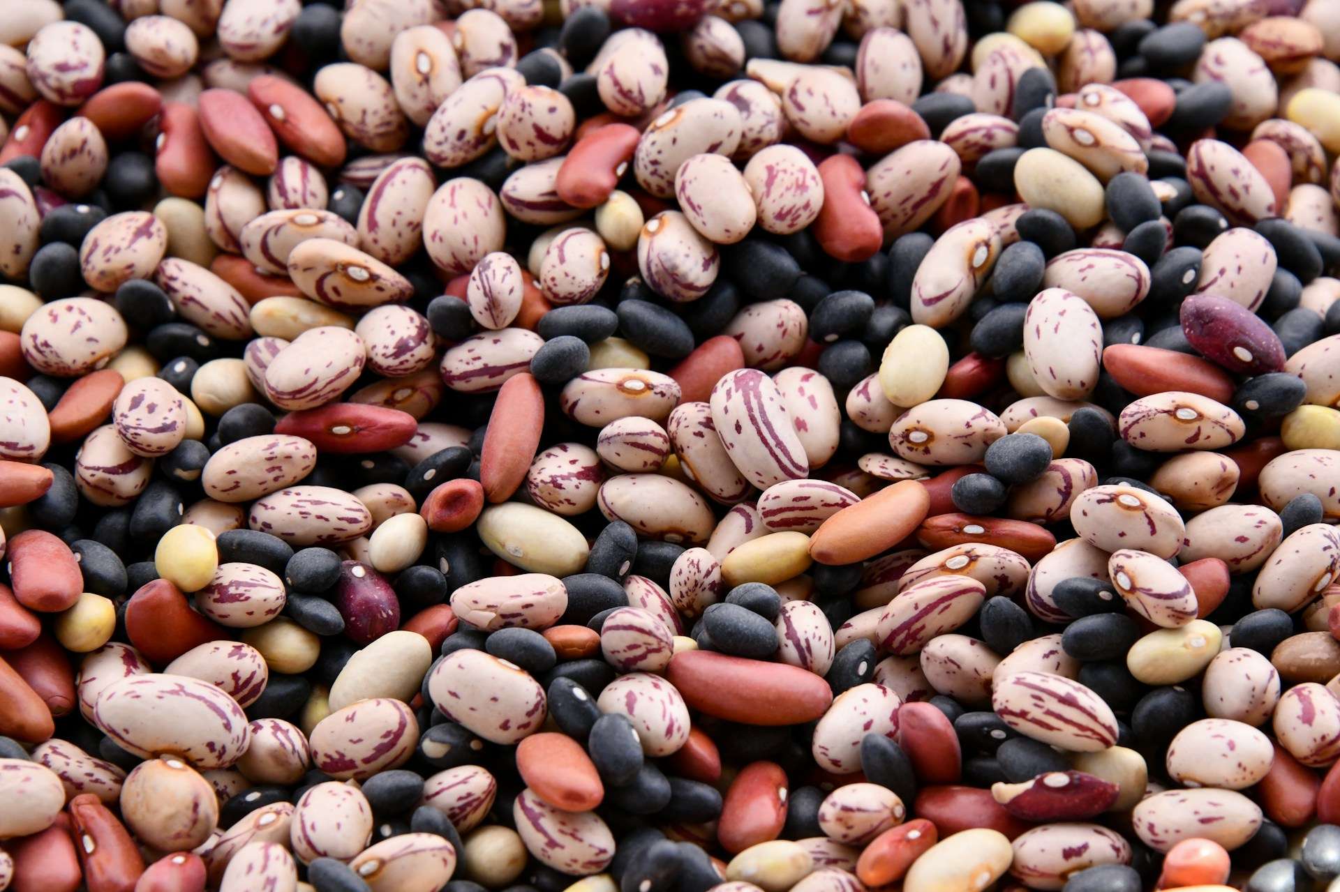 Health professional fact sheet titled “Legumes: Summary of the Evidence” outlining benefits for cardiovascular, metabolic, gut and chronic disease outcomes.